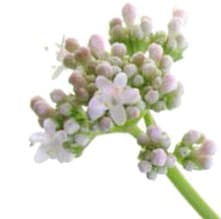 Valeriana fauriei