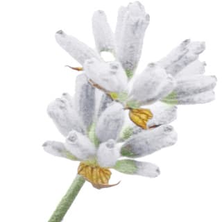 White lavender