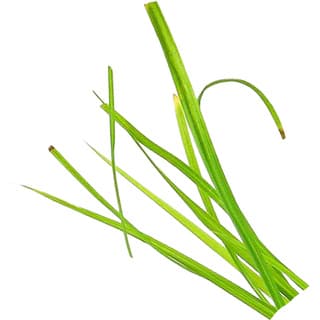 Cyperus