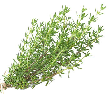 Thyme