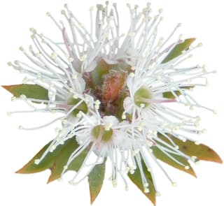 Kunzea ambigua