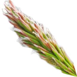 Sweet vernal grass