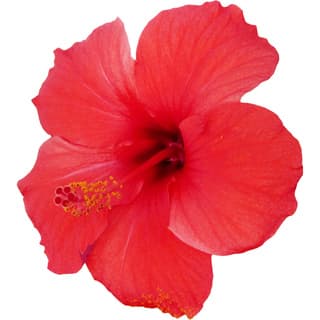 Red hibiscus