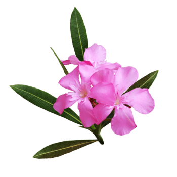 Oleander