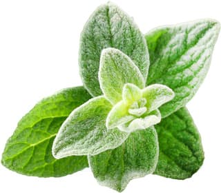 Spanish oregano