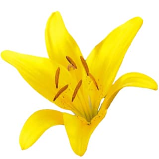 Asian lily