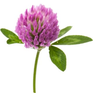 Red clover