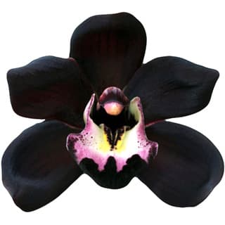 Black orchid