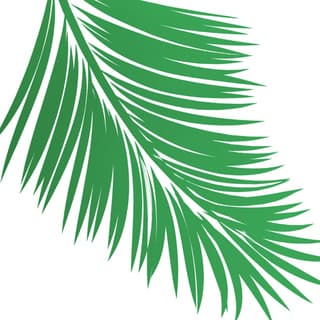 Coconut palm leaf