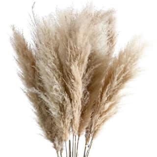 Pampas grass