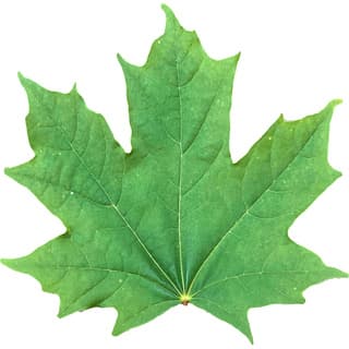 Maple leaf