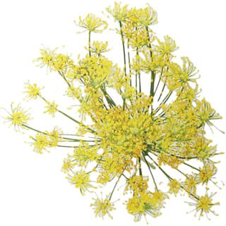 Wild fennel