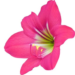 Pink amaryllis