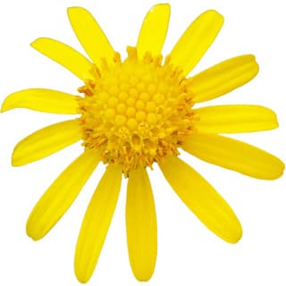 Senecio