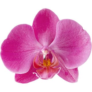 Pink orchid