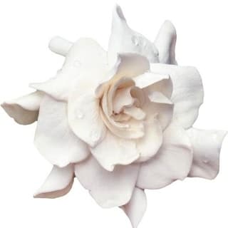 White gardenia