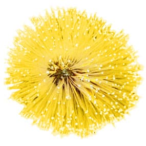 Grasse mimosa