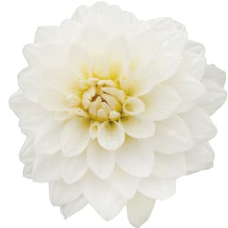 White dahlia