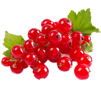 Redcurrant jam