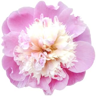 Chinese peony