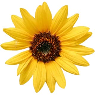 French sunflower