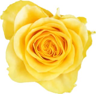 Yellow rose