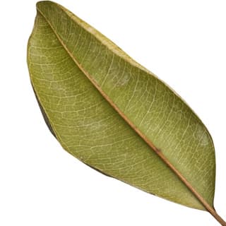 Pimento leaf