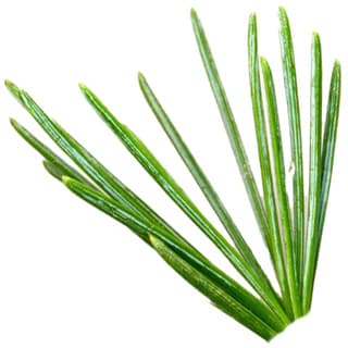 Cedar needle