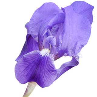 Iris germanica