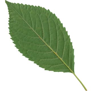 Cherry leaf