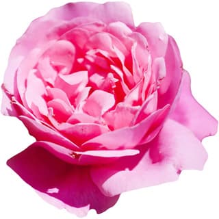 Moroccan rose absolute