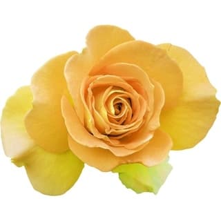 Yellow gardenia