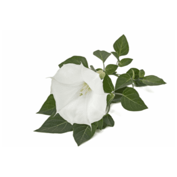 Datura