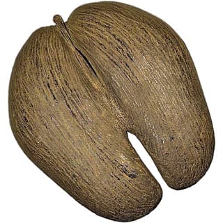 Coco de mer