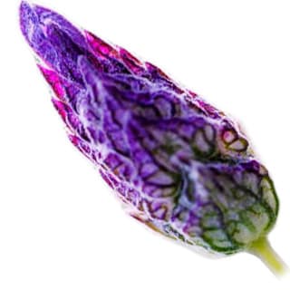 Lavender bud