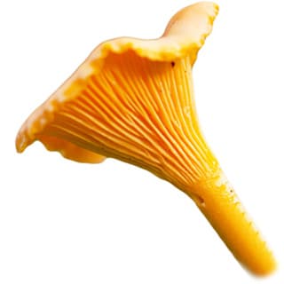 Chanterelle