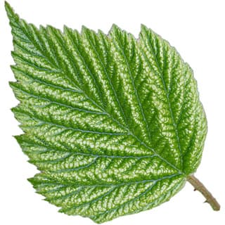 Blackberry leaf