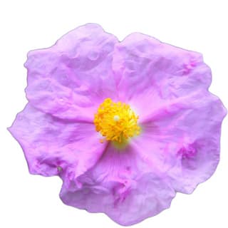 Cistus creticus