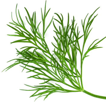 Dill