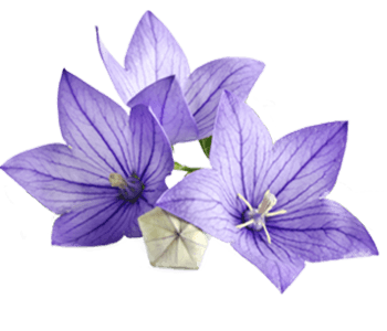 Bellflower