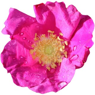 Rosa rugosa