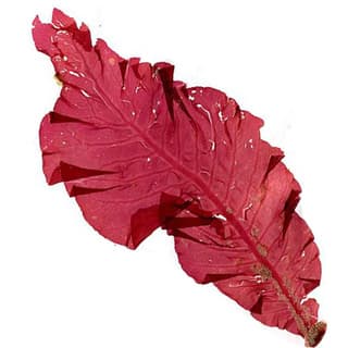 Red algae absolute