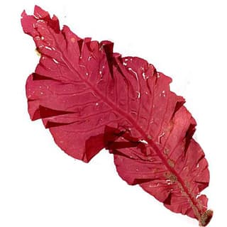 Red algae