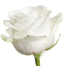 Provençal white rose