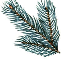 Blue spruce