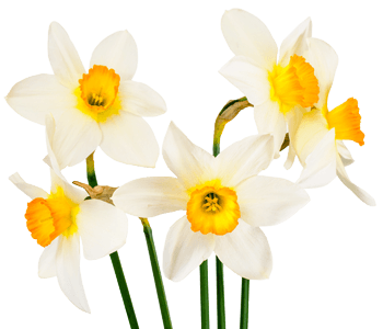 Narcissus