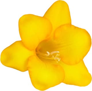 Yellow freesia