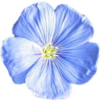 Flax blossom