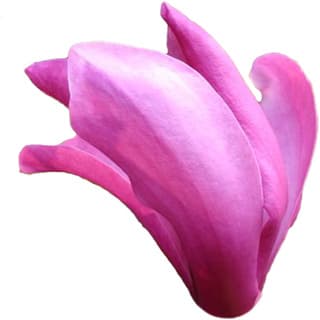 Purple magnolia