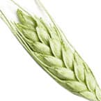 Green wheat